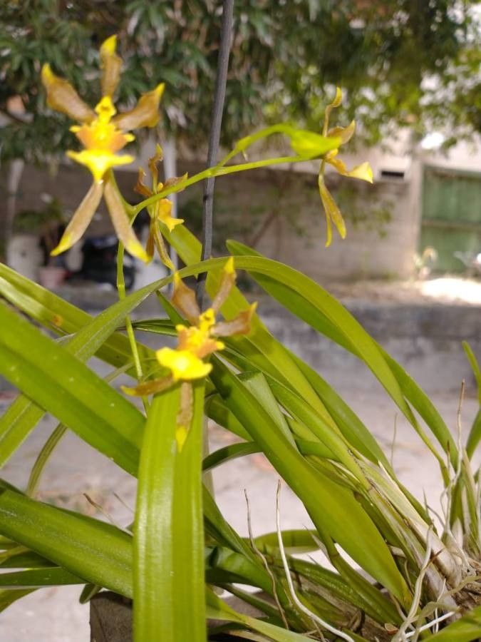 Oncidium baueri bark