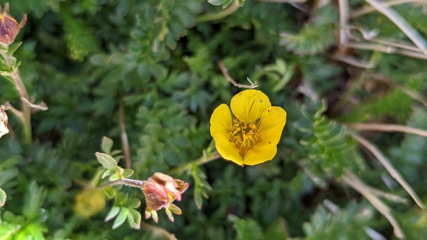 Geum rossii flower
