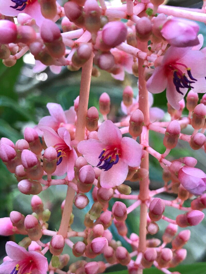 Miconia mirabilis flower