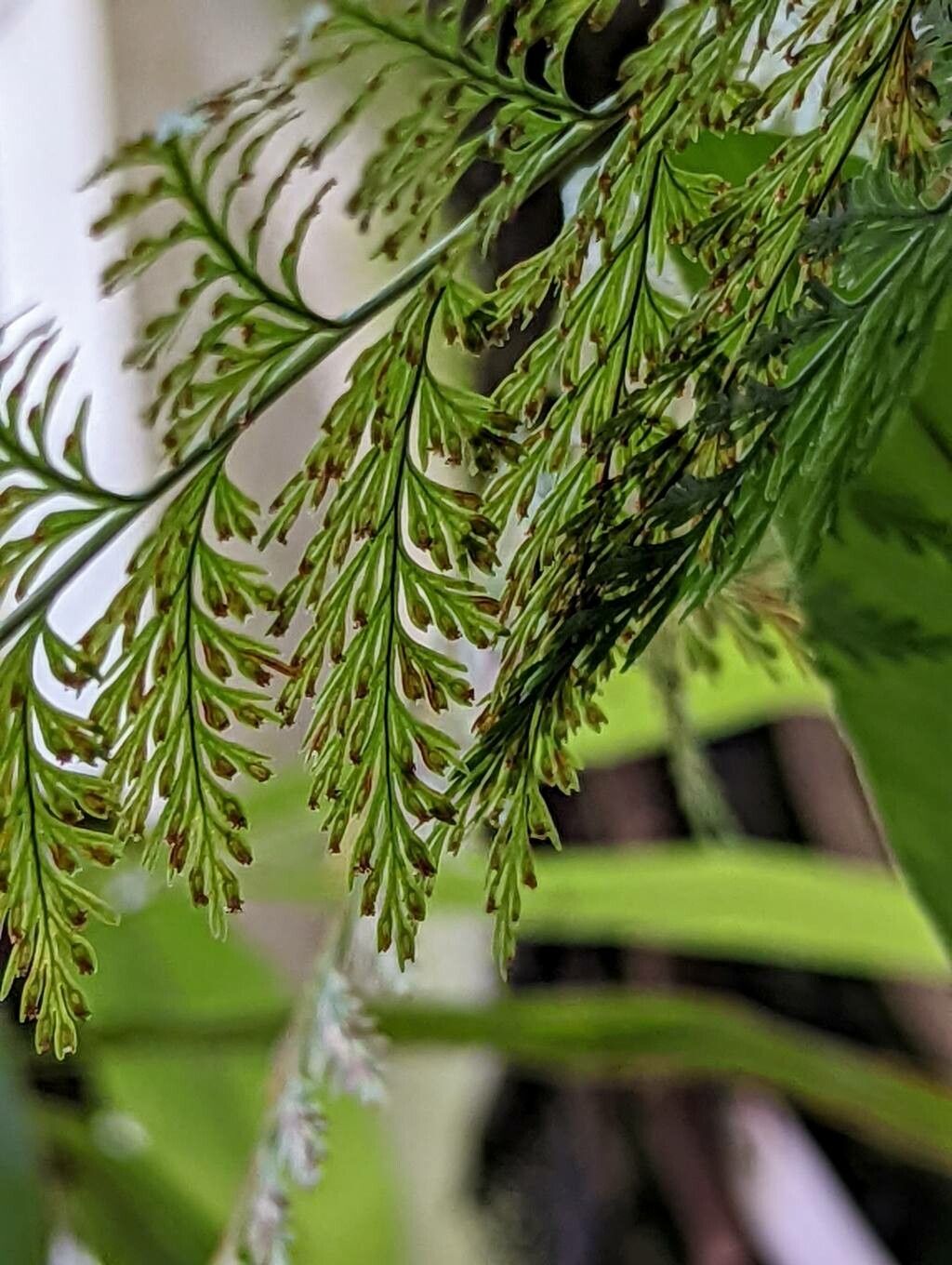 Davallia trichomanoides fruit