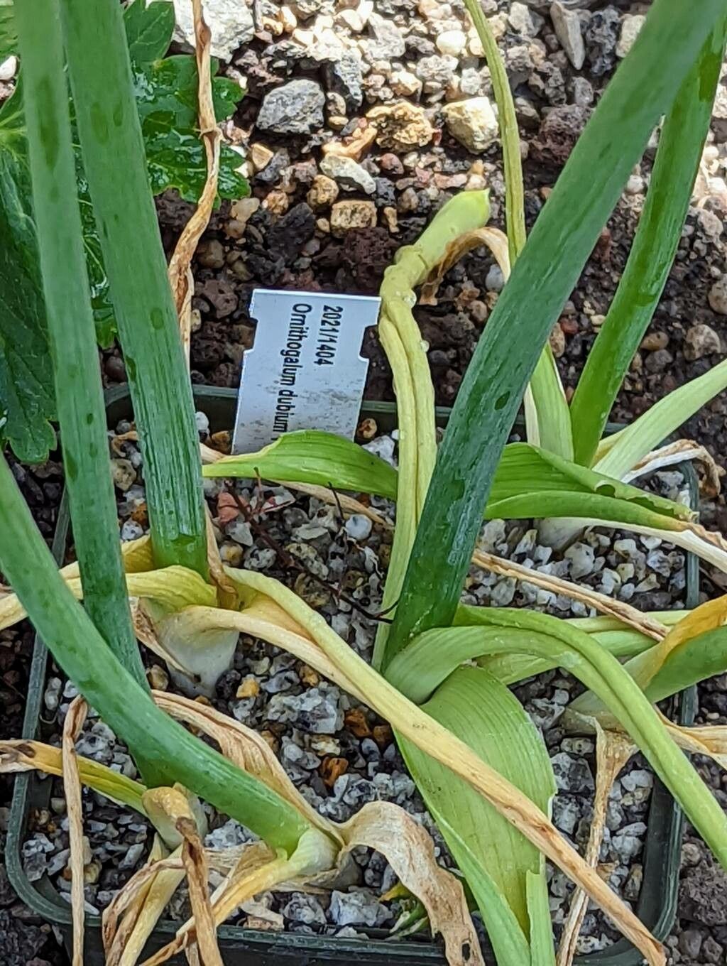 Ornithogalum dubium — search result for 'Asparagaceae'