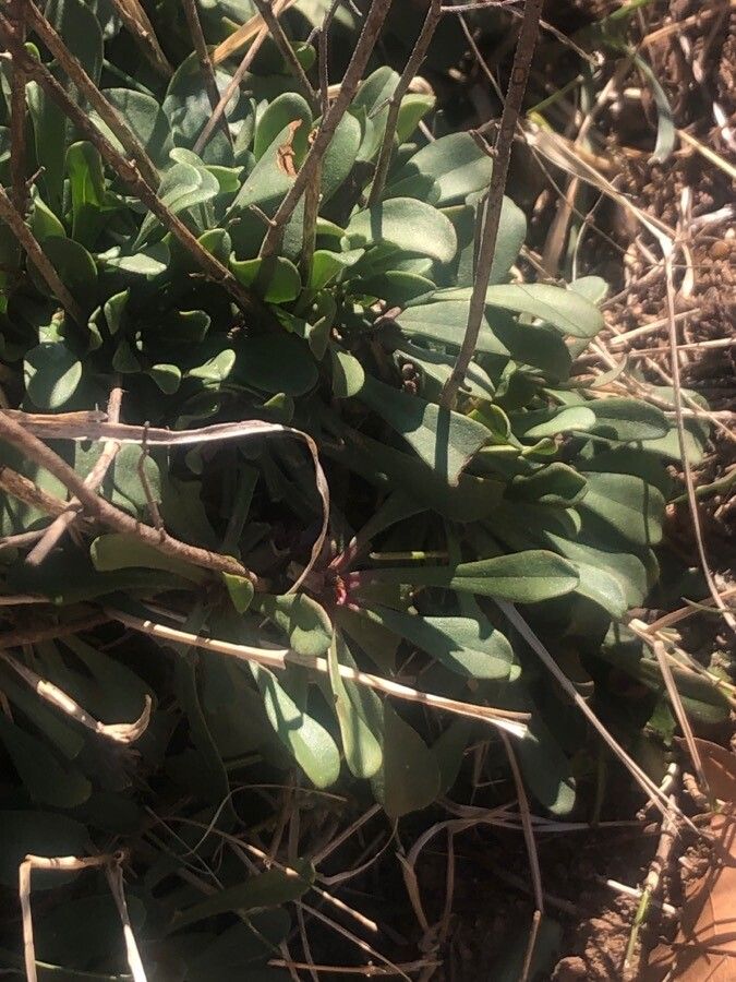 Limonium dichotomum — search result for 'Limonium'