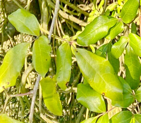 Lardizabala funaria — related species from the same genus