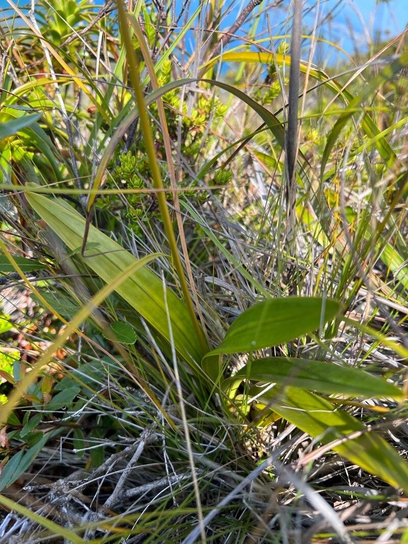 Earina floripecten leaf
