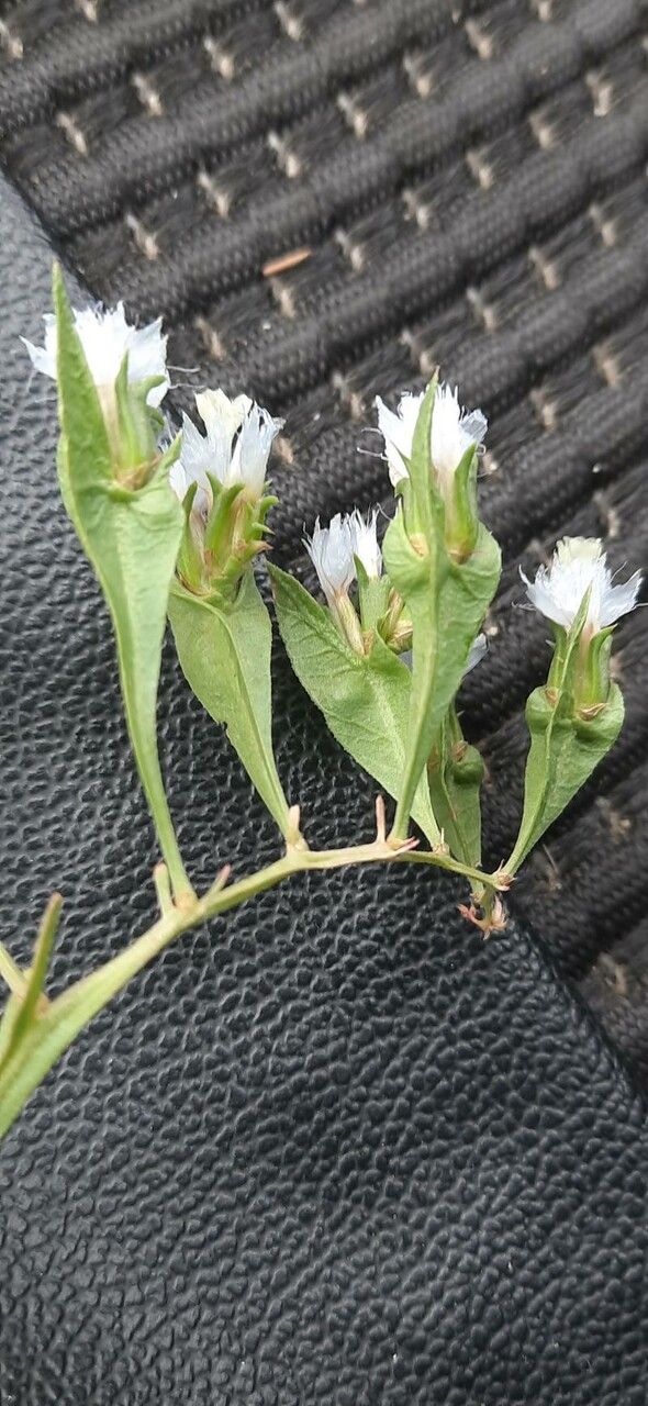 Limonium lobatum — search result for 'Limonium'
