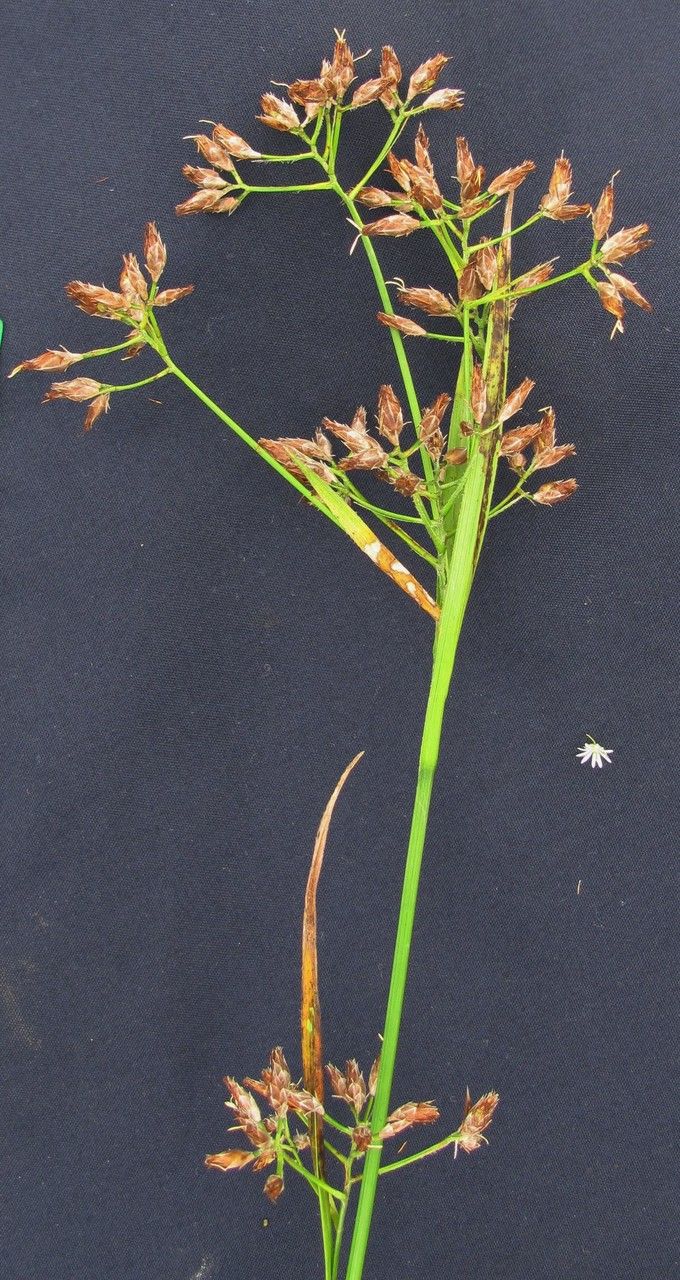 Rhynchospora velutina — houseplant care guide