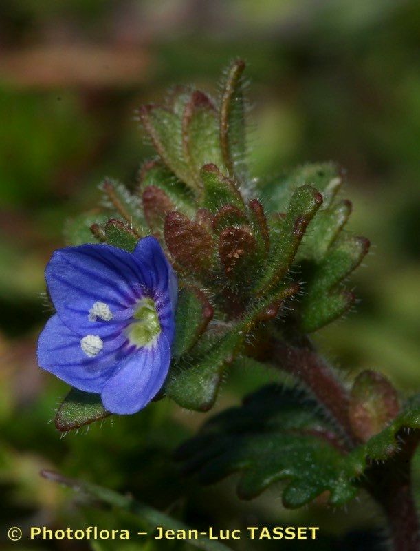Veronica praecox flower