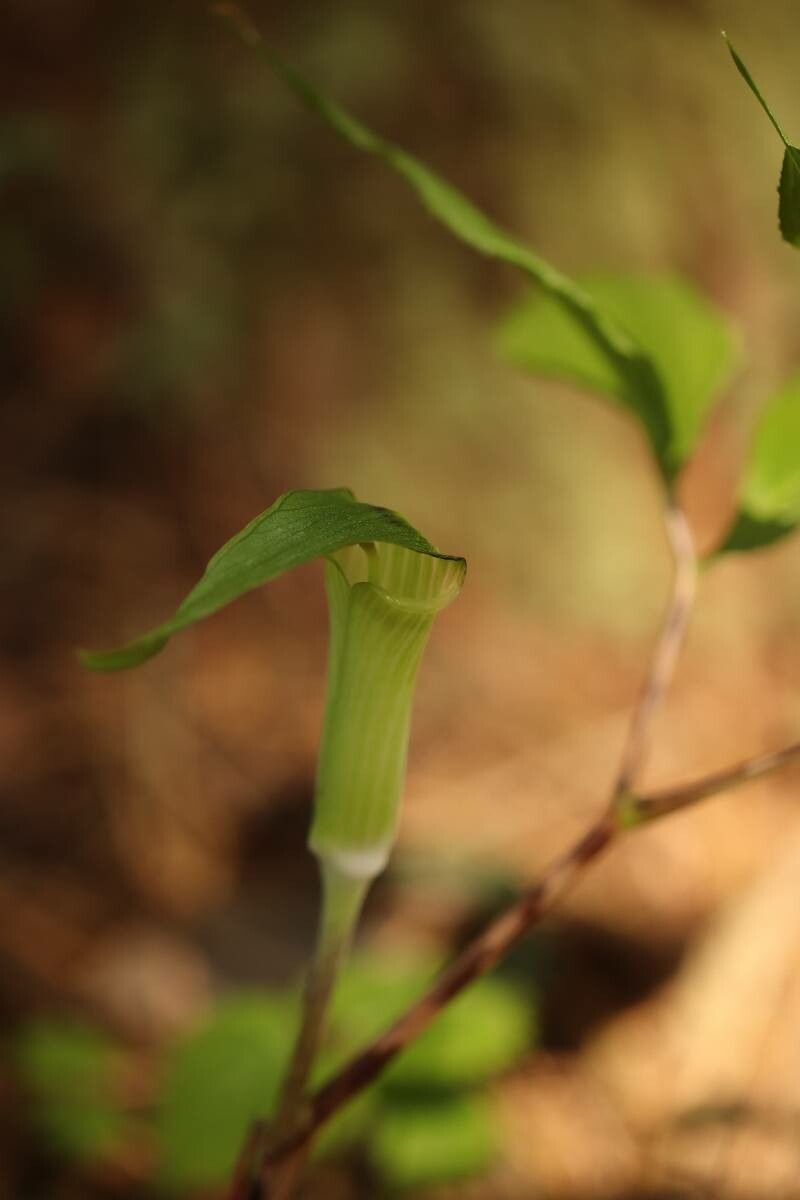 Arisaema monophyllum — search result for 'Arisaema'
