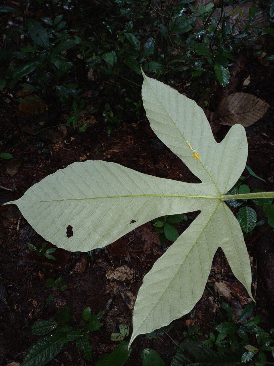 Pourouma tomentosa leaf