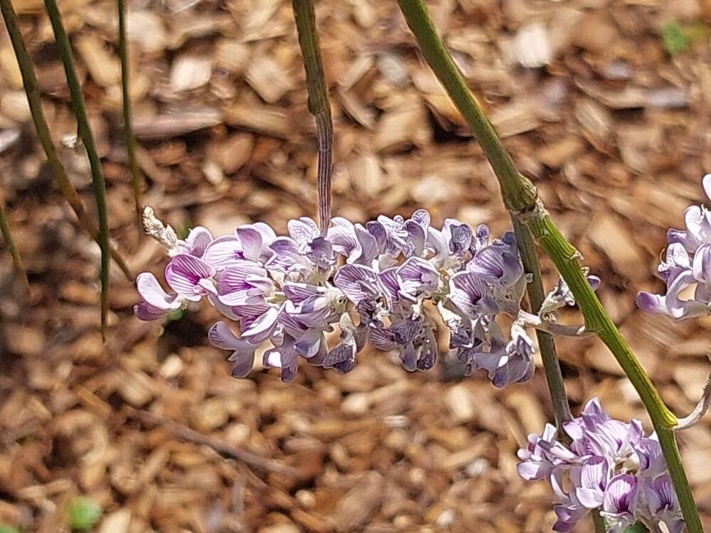 Carmichaelia stevensonii flower