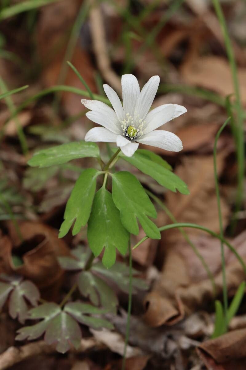 Anemonoides raddeana — search result for 'Anemonoides'