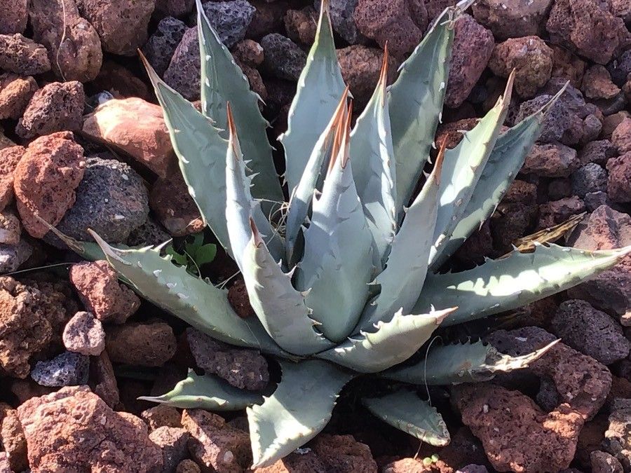 Agave utahensis — search result for 'Agave'