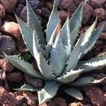 Agave utahensis