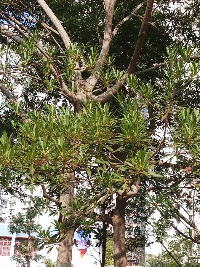 Elaeocarpus hainanensis leaf