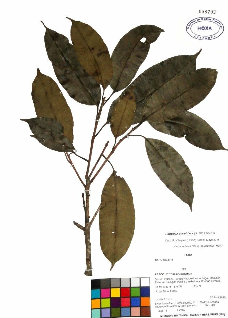 Pouteria cuspidata other