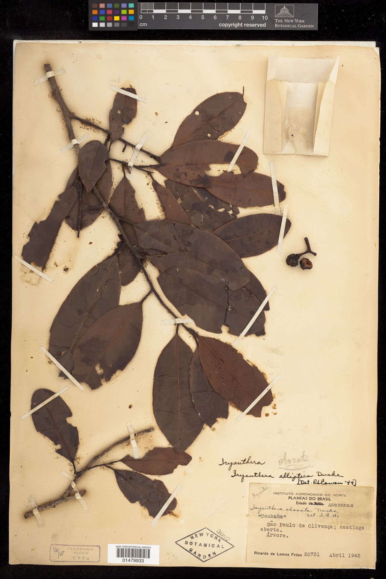 Iryanthera elliptica — related species from the same genus