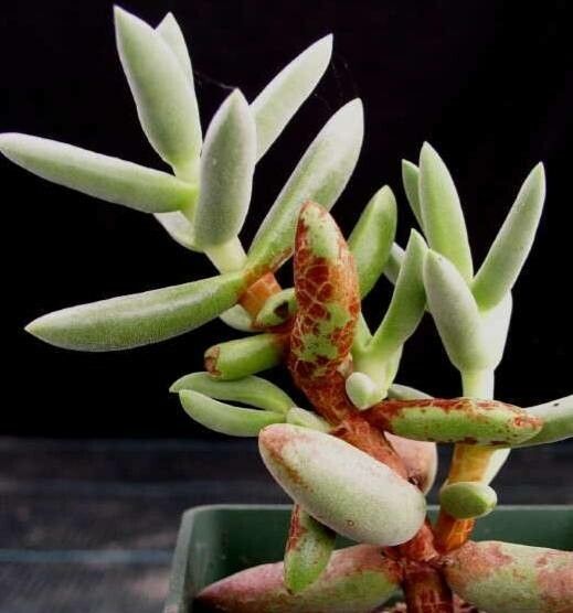 Crassula garibina — houseplant care guide