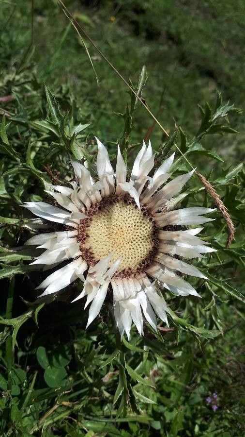 Carlina macrocephala — search result for 'Carlina'