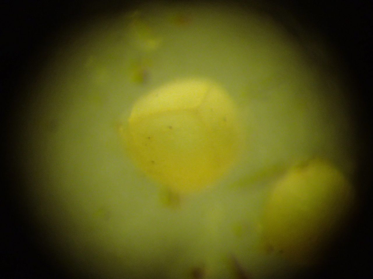 Isoetes setacea fruit