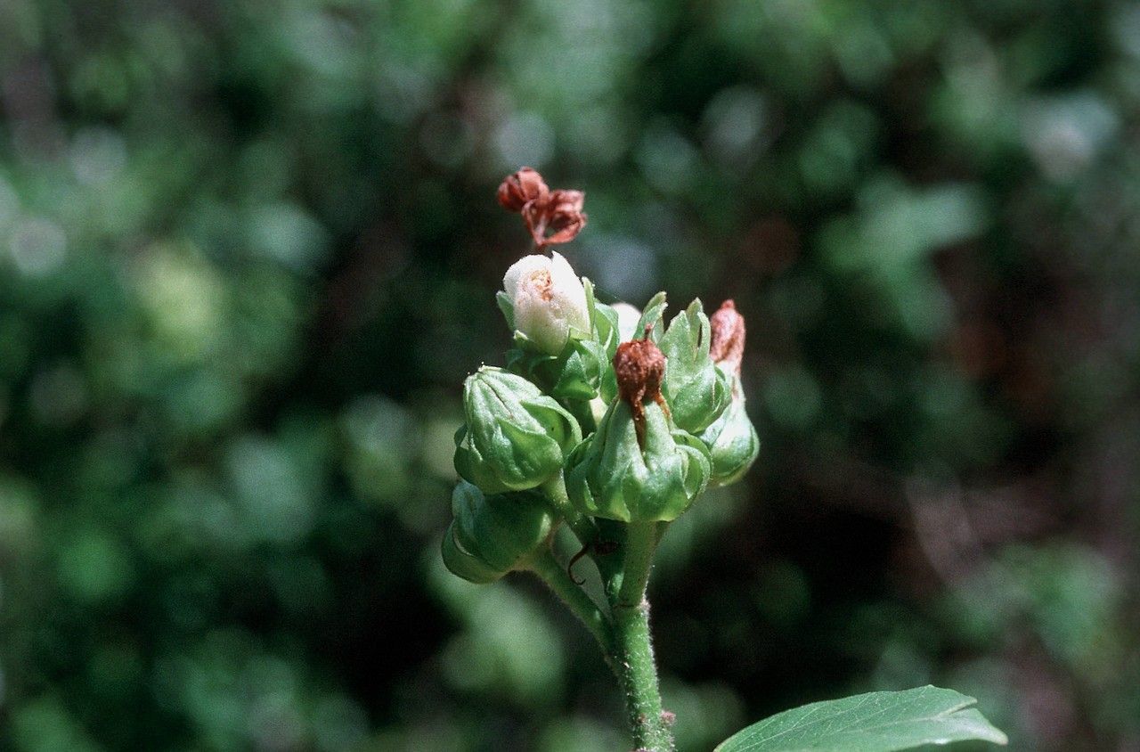 Pavonia paludicola fruit