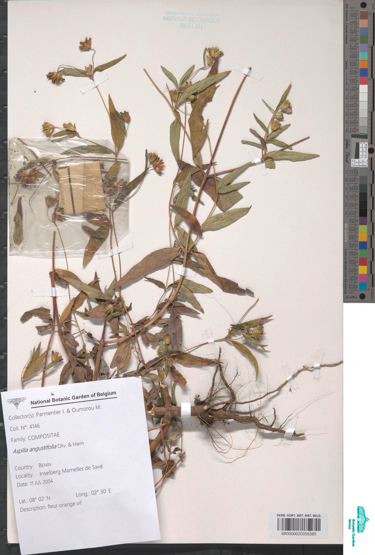 Aspilia angustifolia — related species from the same genus