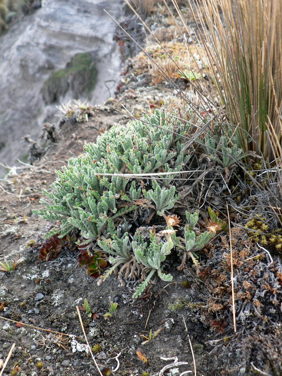 Erigeron cardaminifolius leaf