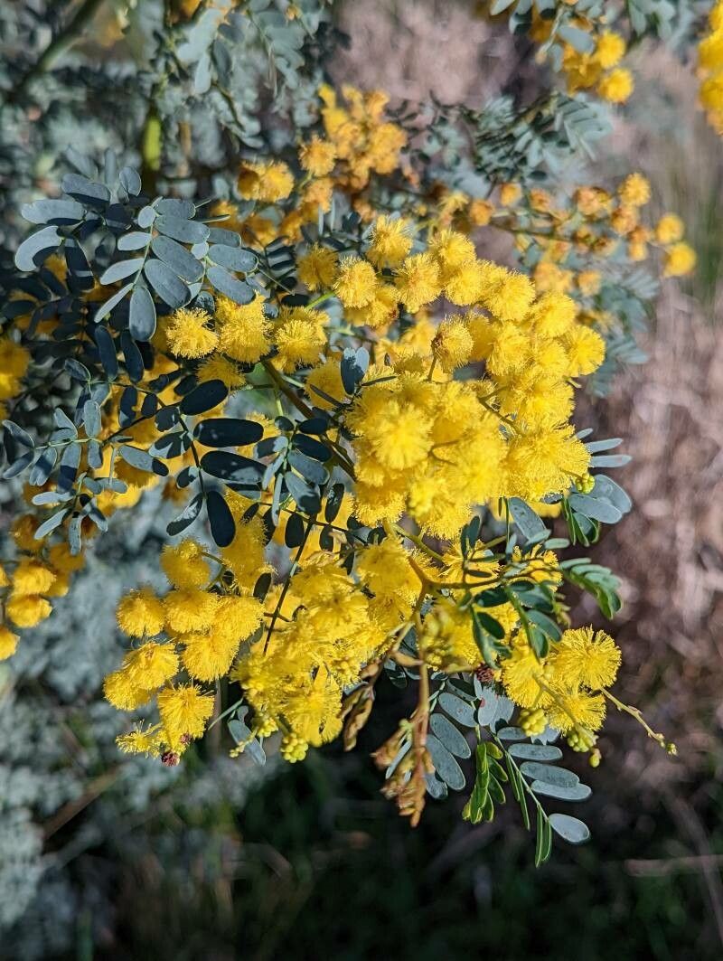 Acacia spectabilis flower