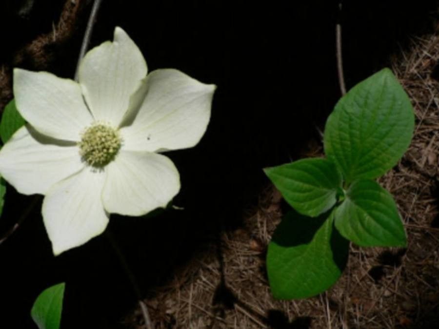 Cornus nuttallii flower