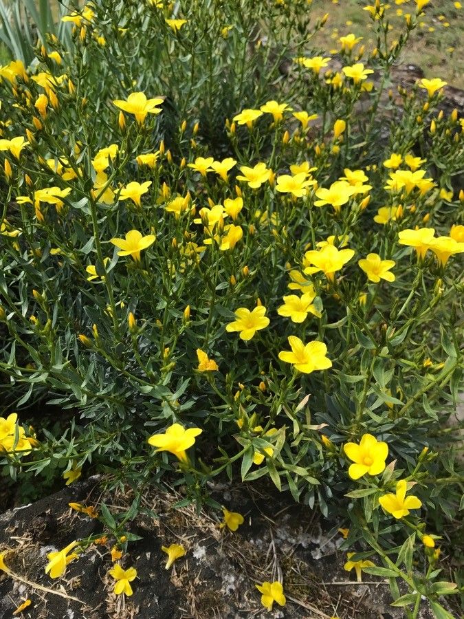 Linum arboreum habit
