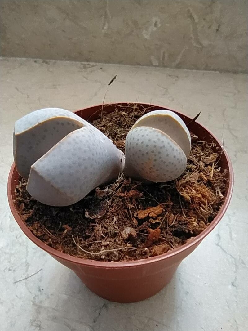 Dinteranthus wilmotianus — houseplant care guide