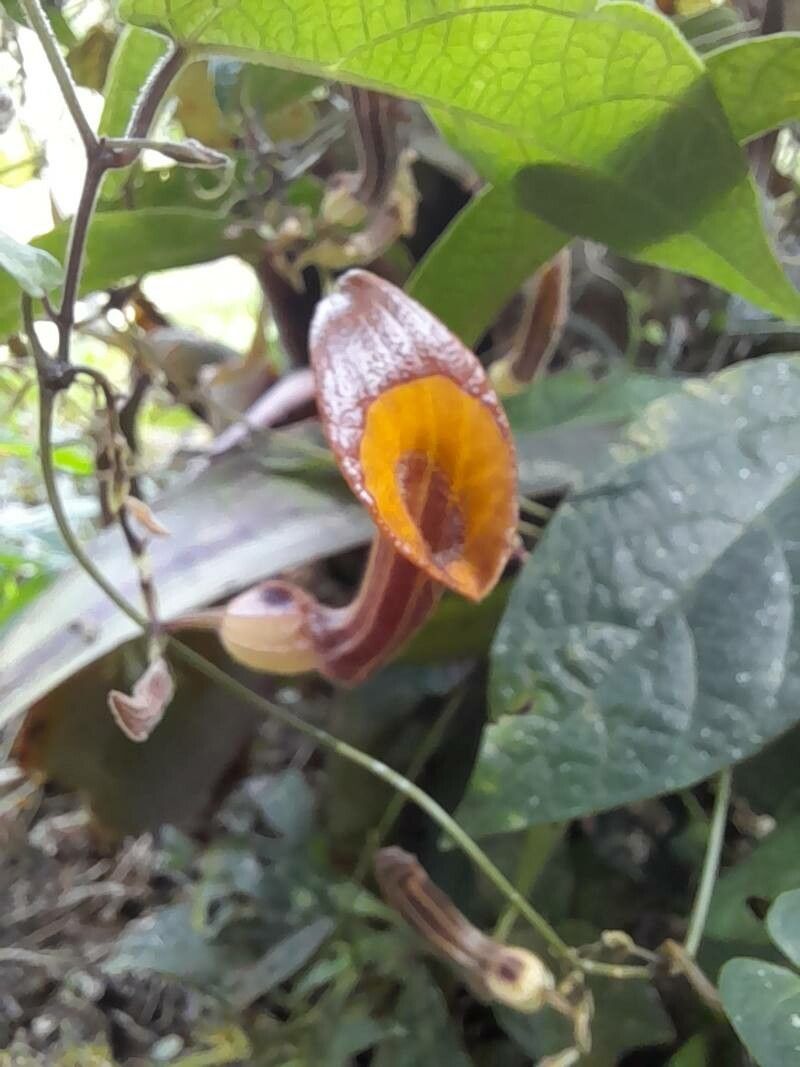 Aristolochia melastoma flower
