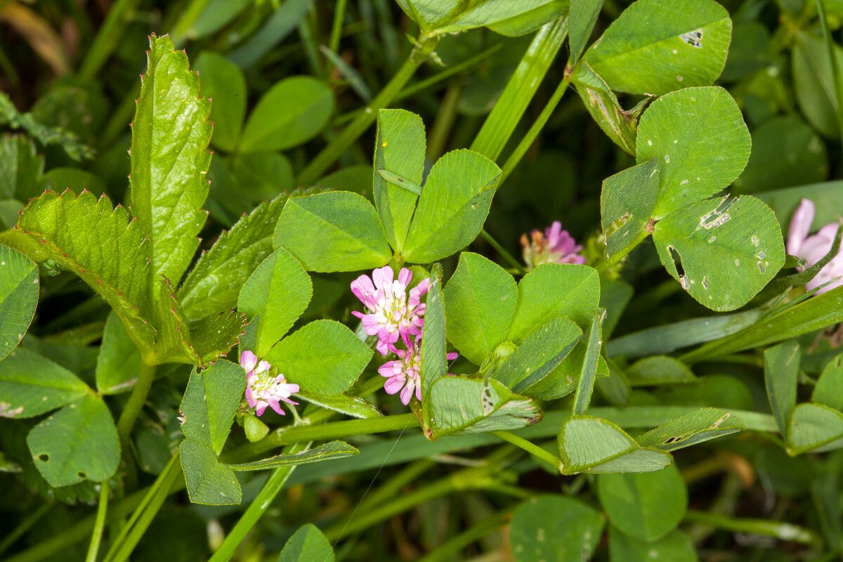 Trifolium resupinatum — search result for 'Trifolium'