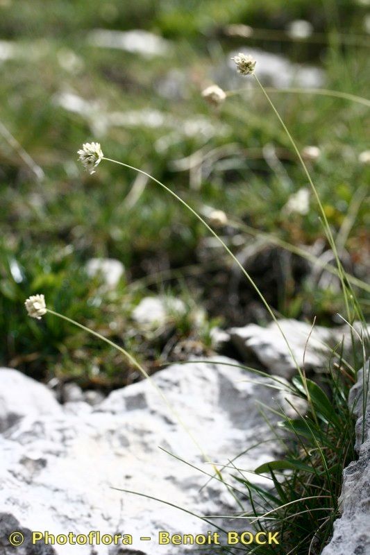 Sesleria sphaerocephala fruit