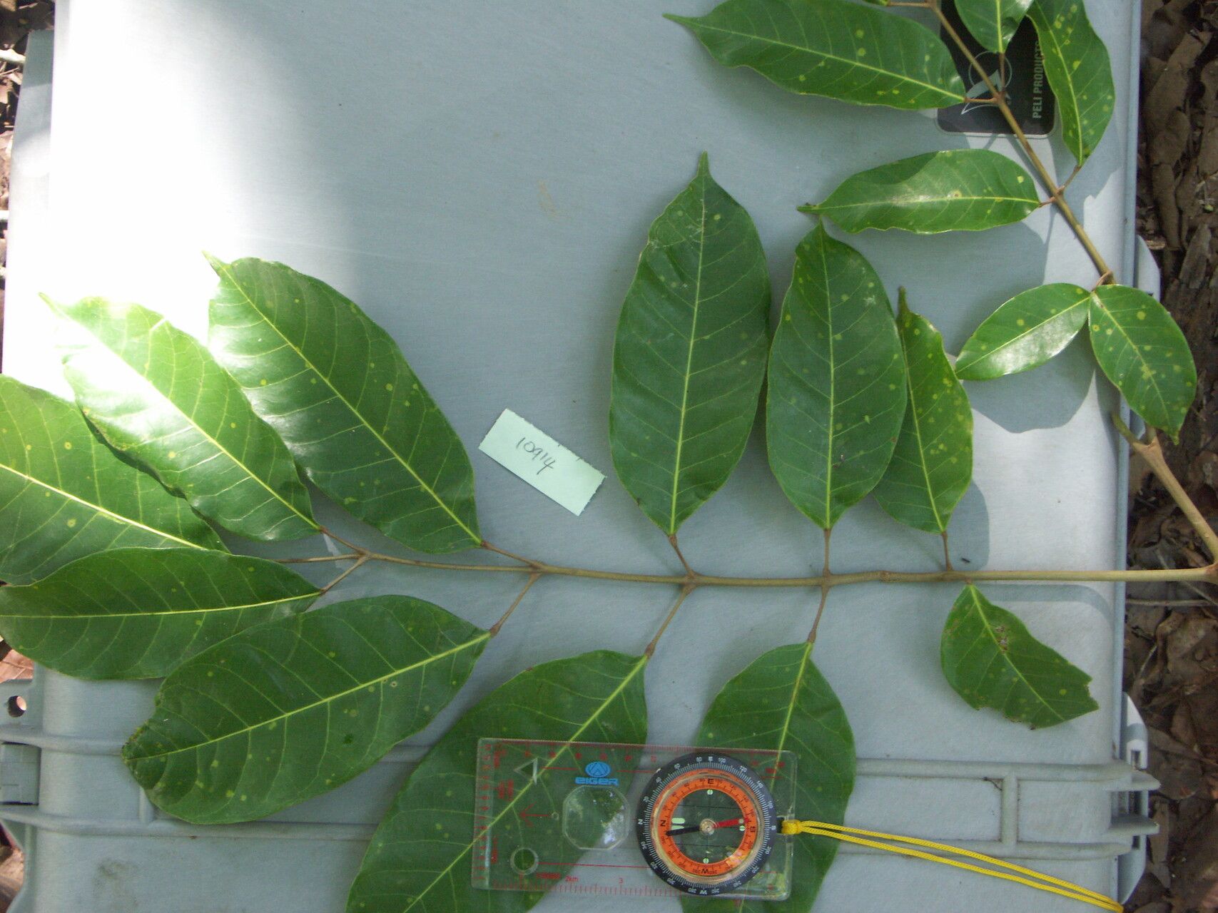 Canarium vulgare — search result for 'Canarium'