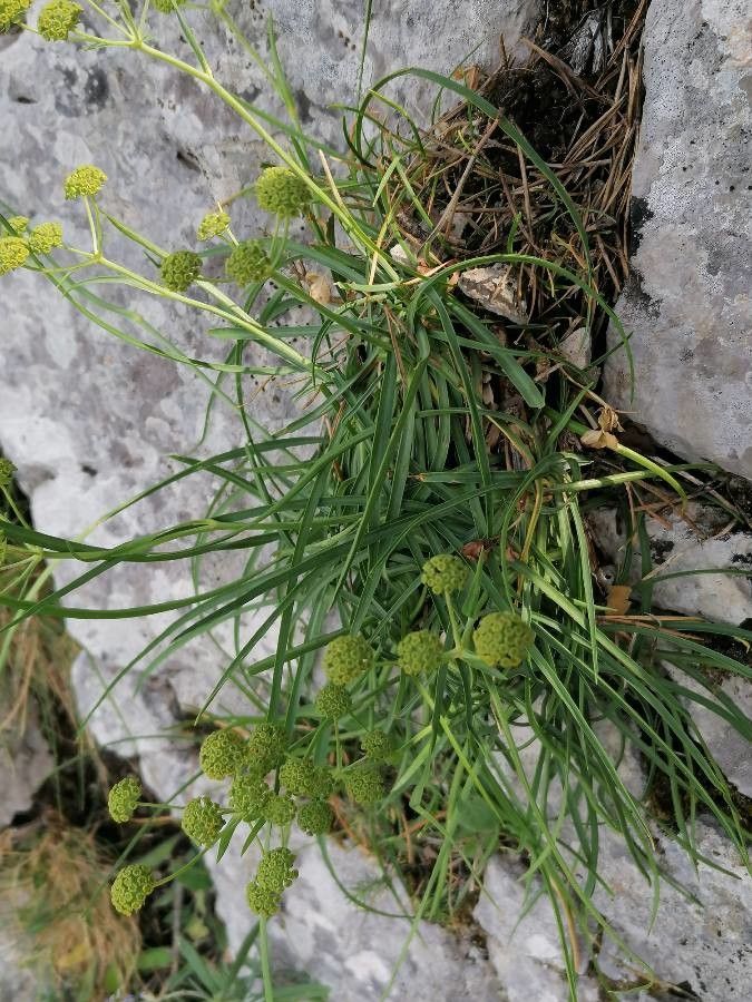 Bupleurum petraeum — search result for 'Bupleurum'