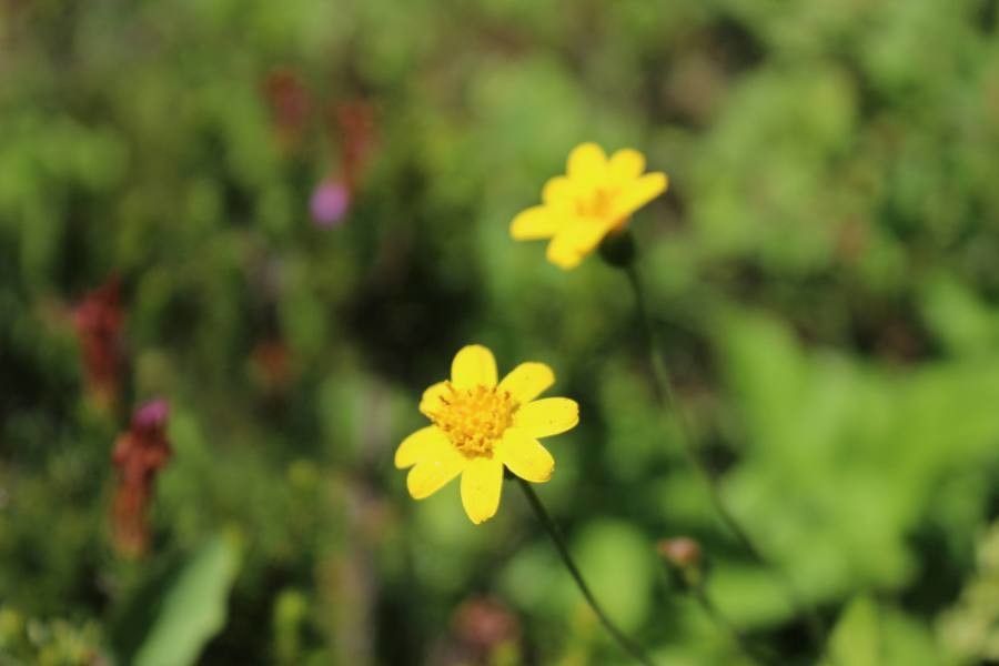 Ranunculus californicus flower