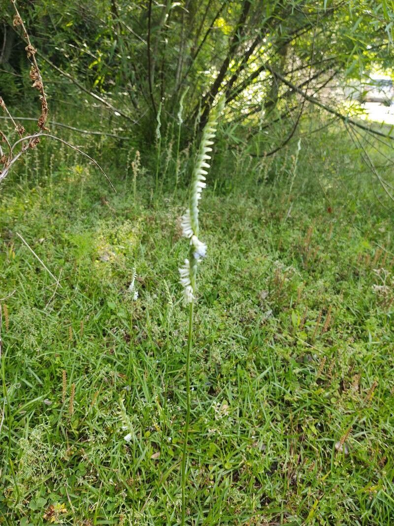 Spiranthes vernalis habit