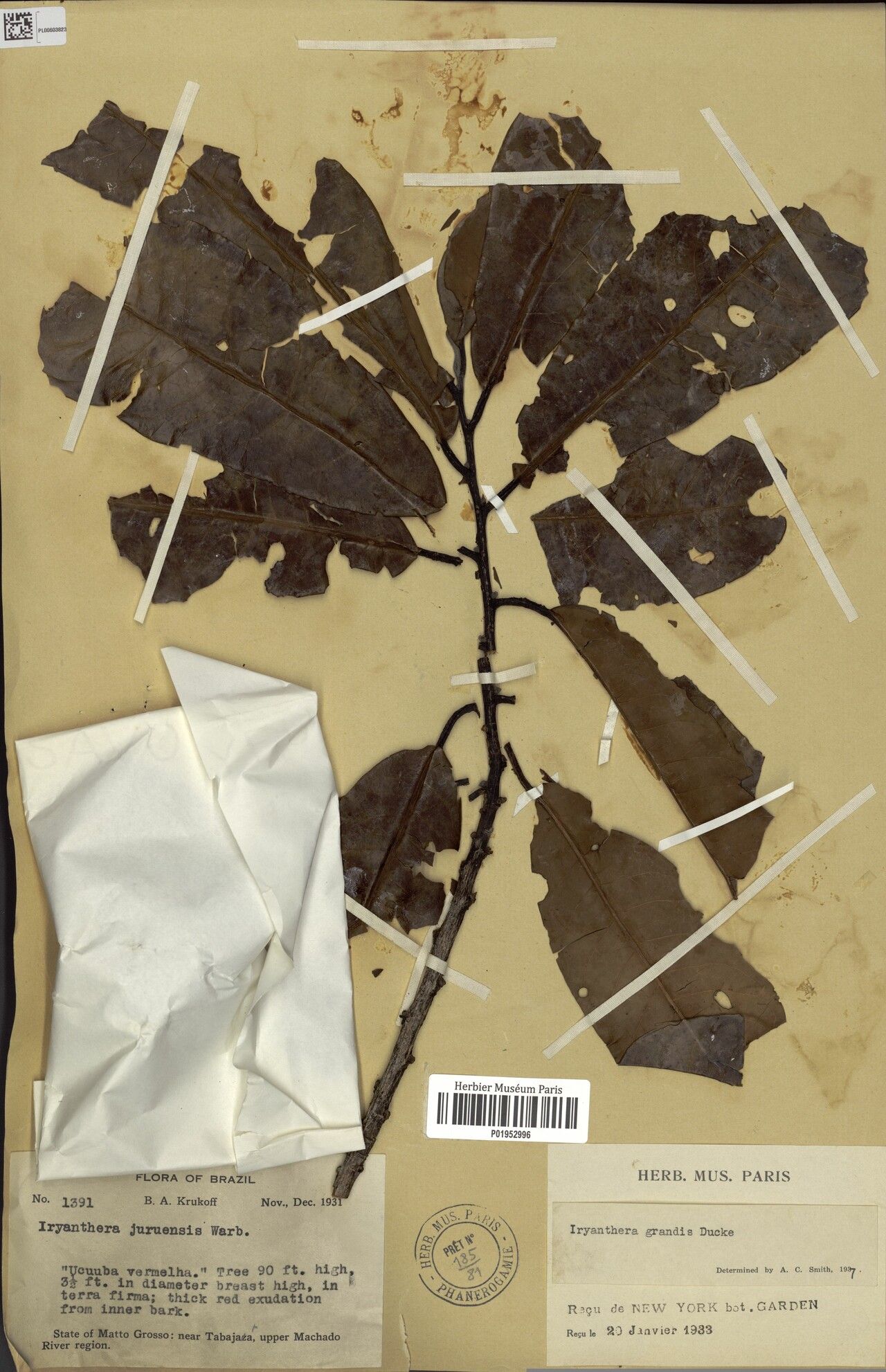 Iryanthera grandis — related species from the same genus