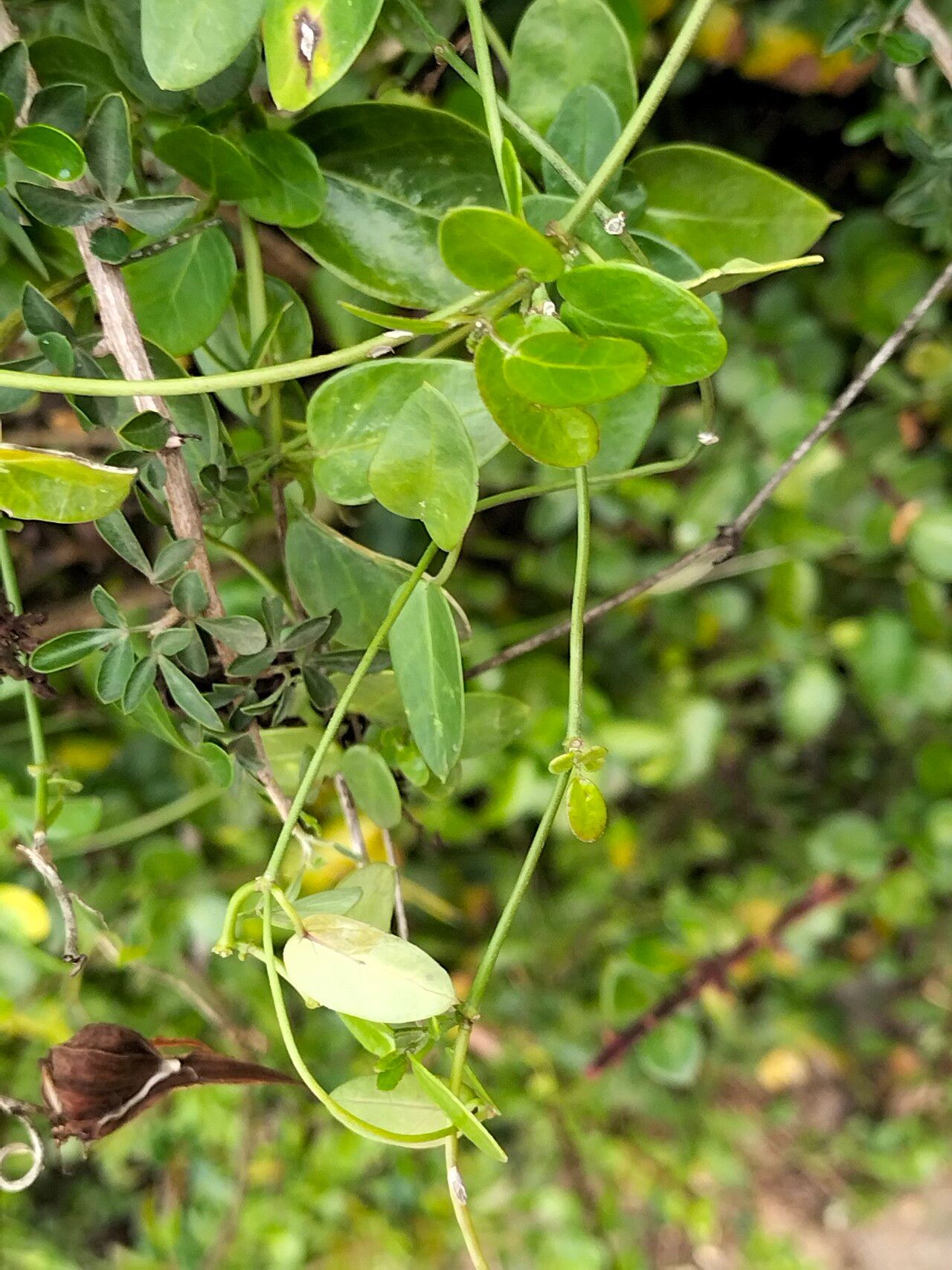 Cynanchum ellipticum bark