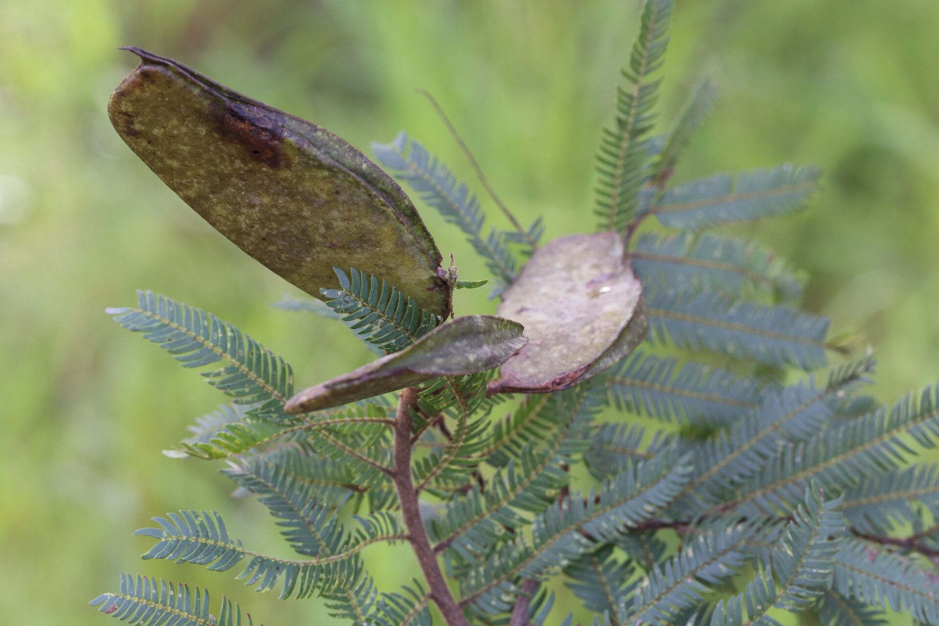 Brachystegia taxifolia fruit