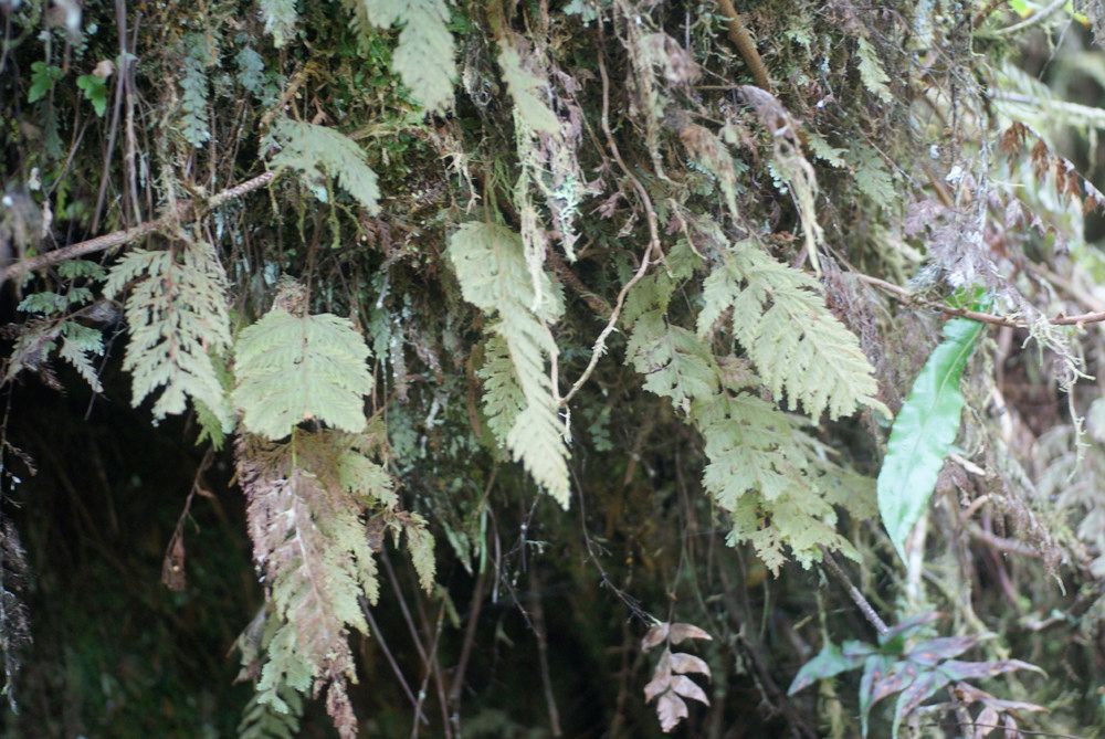 Hymenophyllum hygrometricum habit