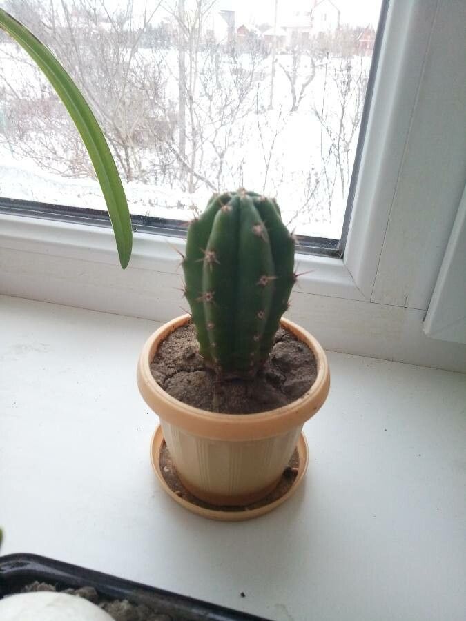 Echinopsis pachanoi fruit