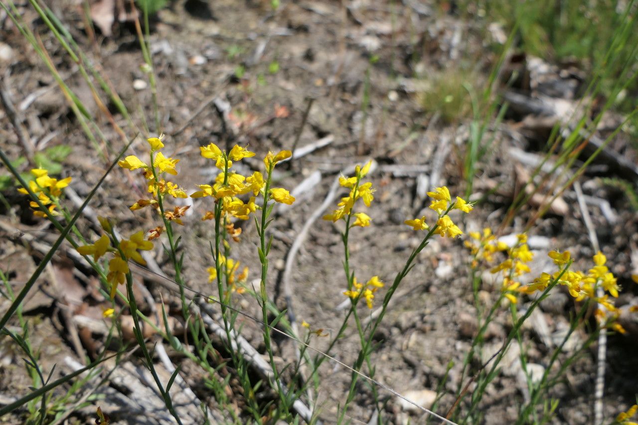 Genista micrantha habit