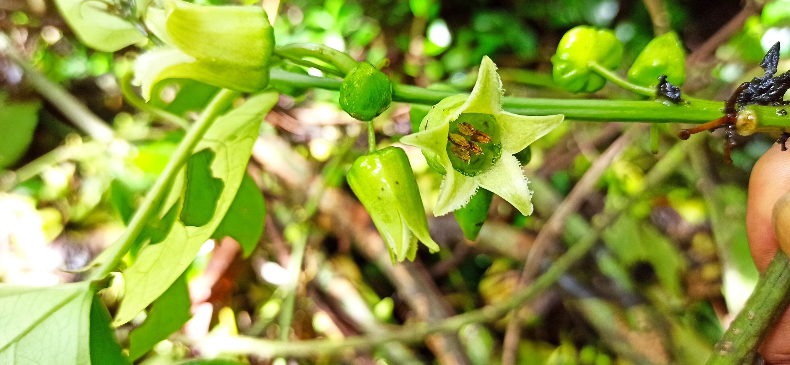 Adenia digitata — houseplant care guide
