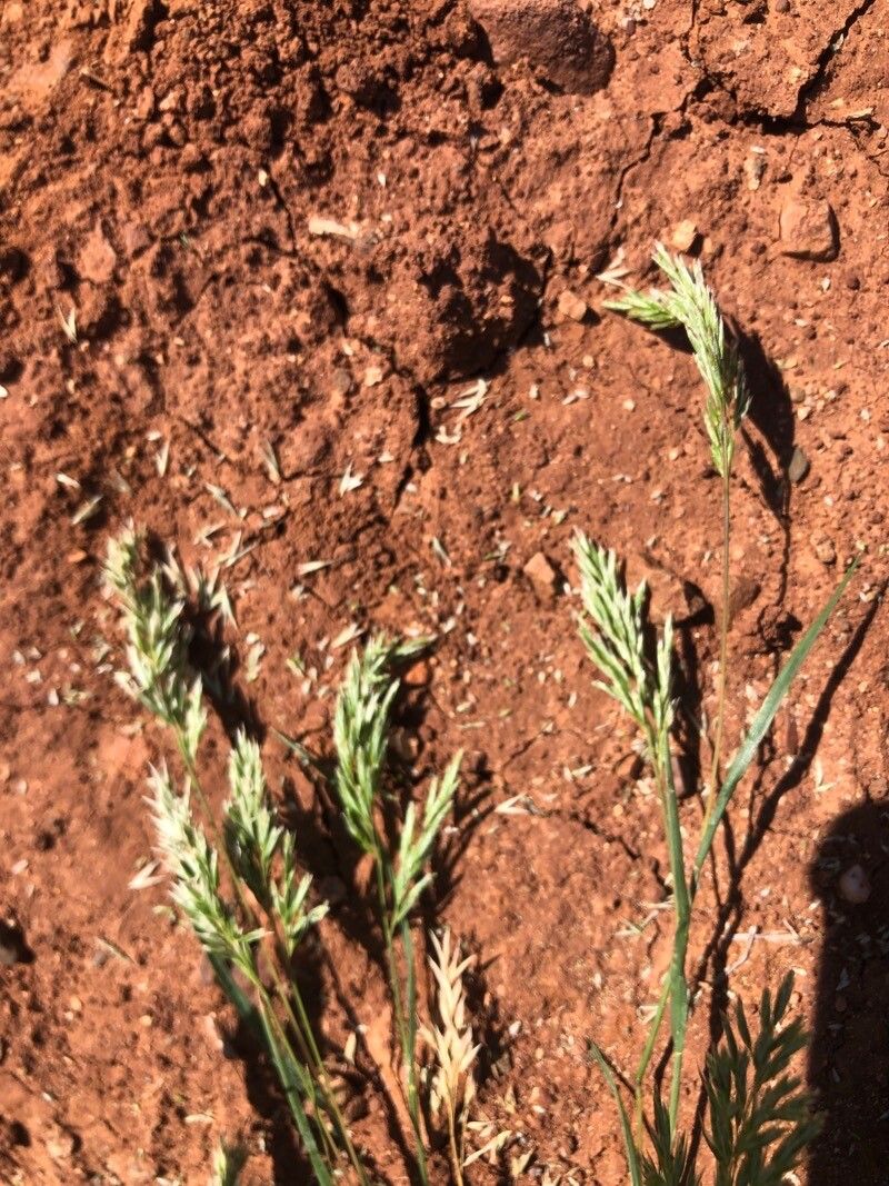 Festuca octoflora fruit