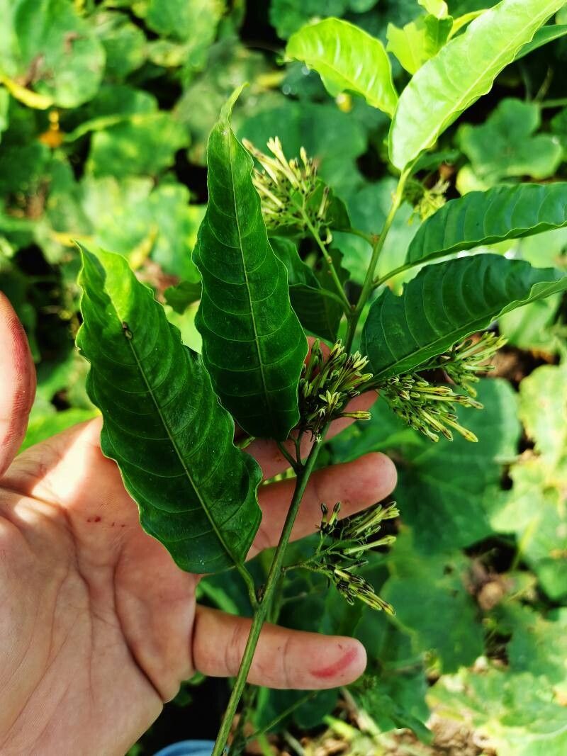Cestrum ochraceum — search result for 'Cestrum'