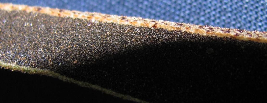 Elaphoglossum heterochroum other