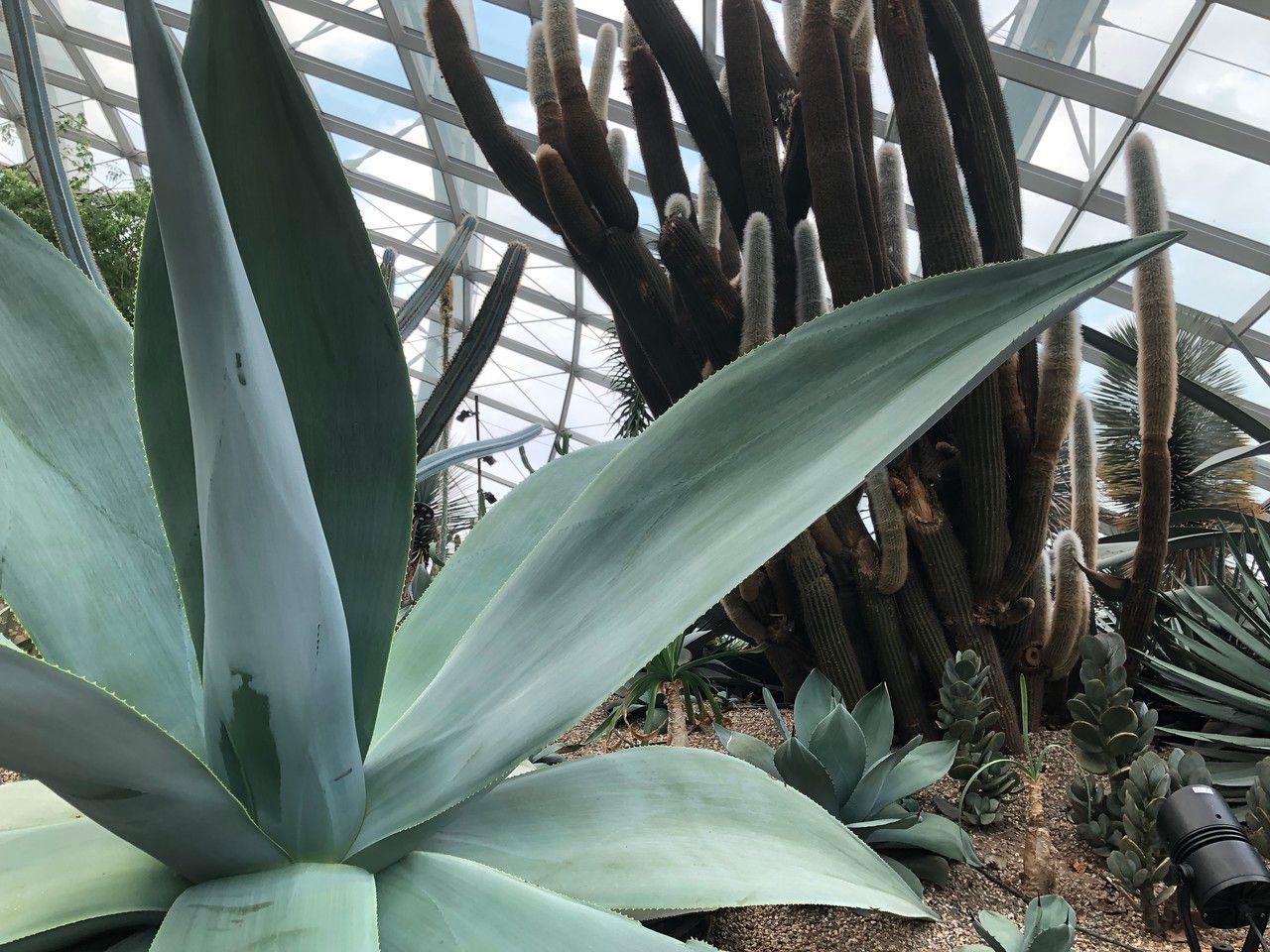 Agave guiengola leaf