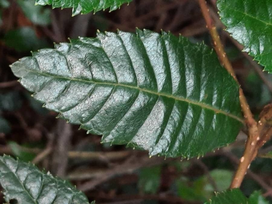 Weinmannia balbisiana — related species from the same genus