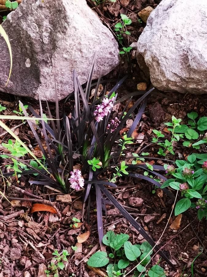 Ophiopogon planiscapus flower